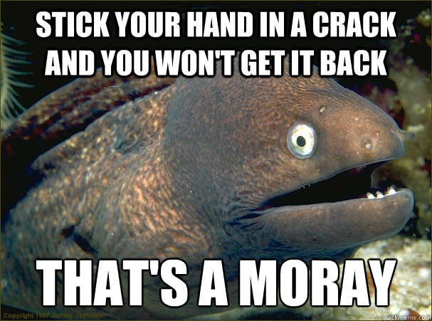 Stick your hand in a crack and you won't get it back That's a moray  Bad Joke Eel