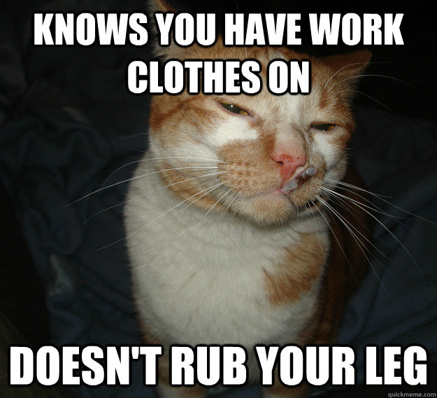 Knows you have work clothes on Doesn't rub your leg  Cool Cat Craig