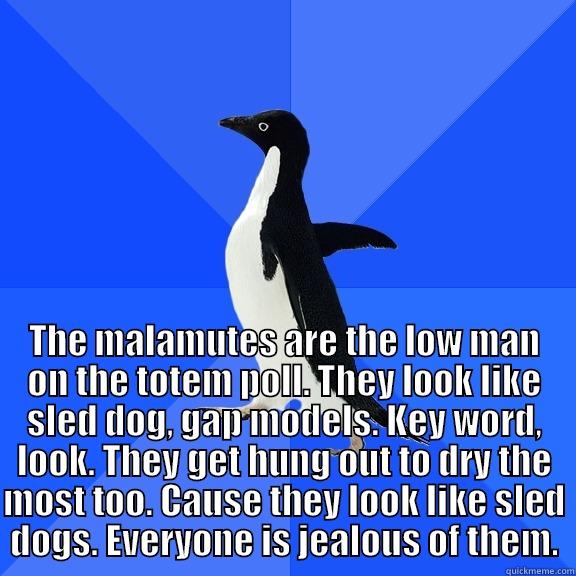 for the record penguin -  THE MALAMUTES ARE THE LOW MAN ON THE TOTEM POLL. THEY LOOK LIKE SLED DOG, GAP MODELS. KEY WORD, LOOK. THEY GET HUNG OUT TO DRY THE MOST TOO. CAUSE THEY LOOK LIKE SLED DOGS. EVERYONE IS JEALOUS OF THEM. Socially Awkward Penguin