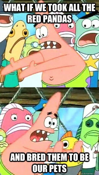 What if we took all the Red pandas And bred them to be our pets  Push it somewhere else Patrick