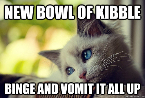 New bowl of kibble binge and vomit it all up  First World Problems Cat
