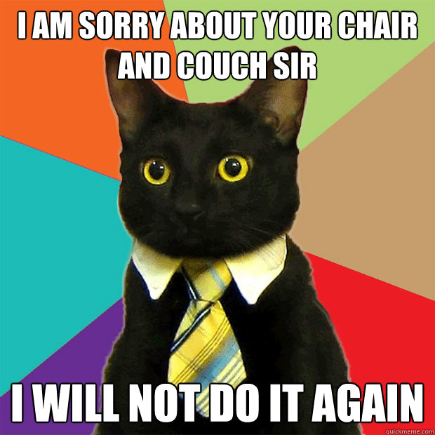 i am sorry about your chair and couch sir i will not do it again  Business Cat