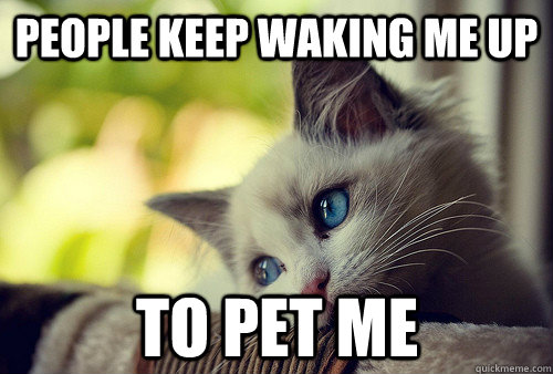 People keep waking me up To pet me  First World Cat Problems