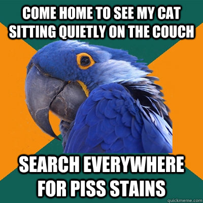 come home to see my cat sitting quietly on the couch search everywhere for piss stains  Paranoid Parrot