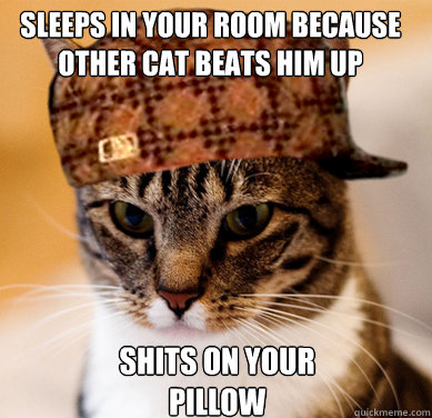 Sleeps in your room because other cat beats him up Shits on your pillow  Scumbag Cat