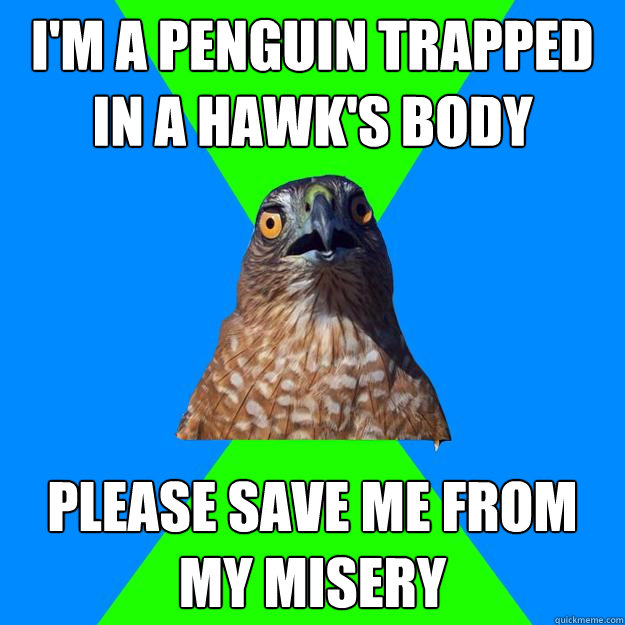 i'm a penguin trapped in a hawk's body please save me from my misery  Hawkward