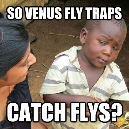 SO VENUS FLY TRAPS  CATCH FLYS?  3rd world sceptical kid
