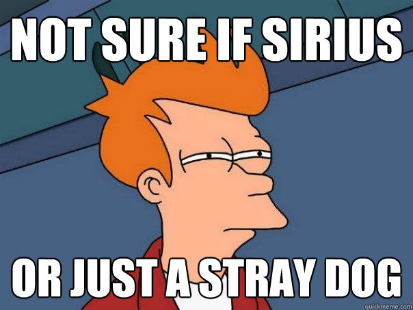 not sure if Sirius Or just a stray dog  Futurama Fry