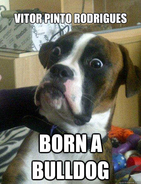 Vitor Pinto rodrigues Born a bulldog  Baffled boxer