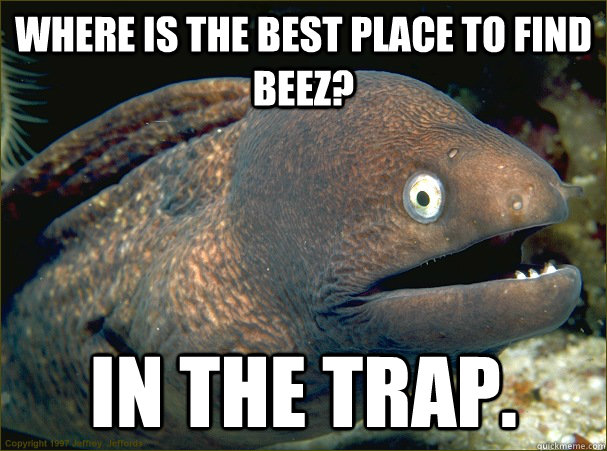 Where is the best place to find beez? In the trap.  Bad Joke Eel