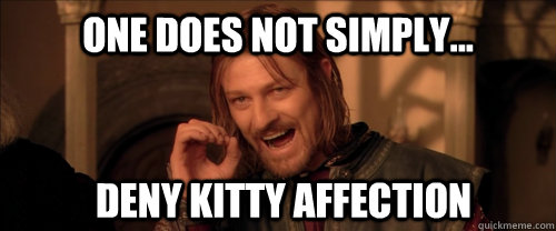 One does not simply... deny kitty affection  