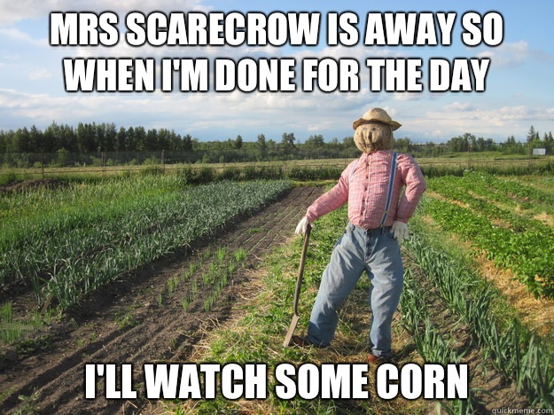 Mrs scarecrow is away so when I'm done for the day I'll Watch some corn  Scarecrow