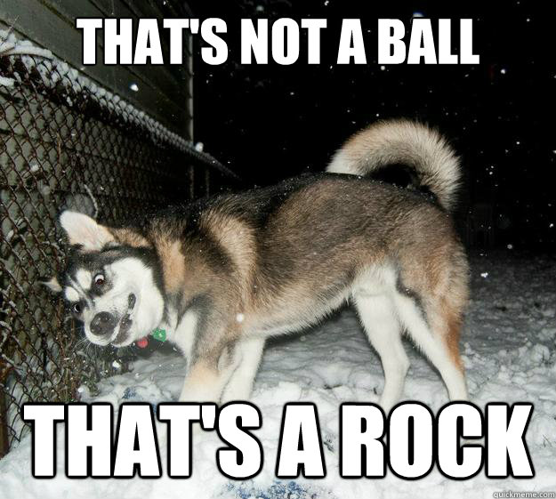 That's not a ball That's a Rock  Sudden Clarity Canine