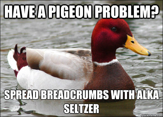 have a pigeon problem?  spread breadcrumbs with alka seltzer  Malicious Advice Mallard