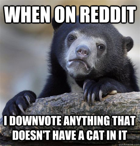 When on reddit I downvote anything that doesn't have a cat in it  Confession Bear