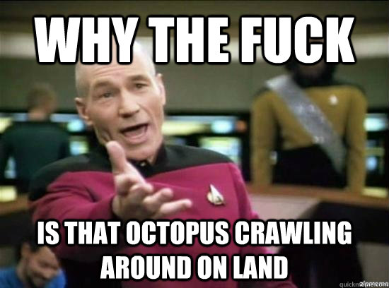 Why the fuck is that octopus crawling around on land  Annoyed Picard HD