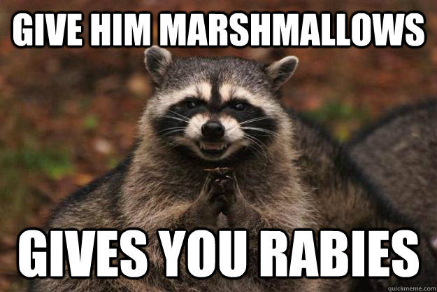 give him marshmallows gives you rabies   Evil Plotting Raccoon