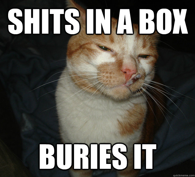 Shits in a box buries it  Cool Cat Craig