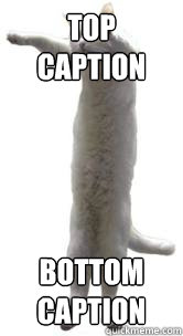 Top caption Bottom caption  Long cat