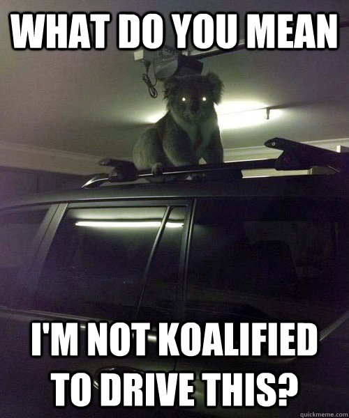 What do you mean I'm not koalified to drive this? - What do you mean I'm not koalified to drive this?  Koala