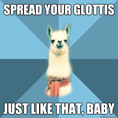 spread your glottis just like that, baby  Linguist Llama