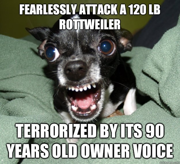 Fearlessly attack a 120 lb Rottweiler Terrorized by its 90 years old owner voice  Chihuahua Logic