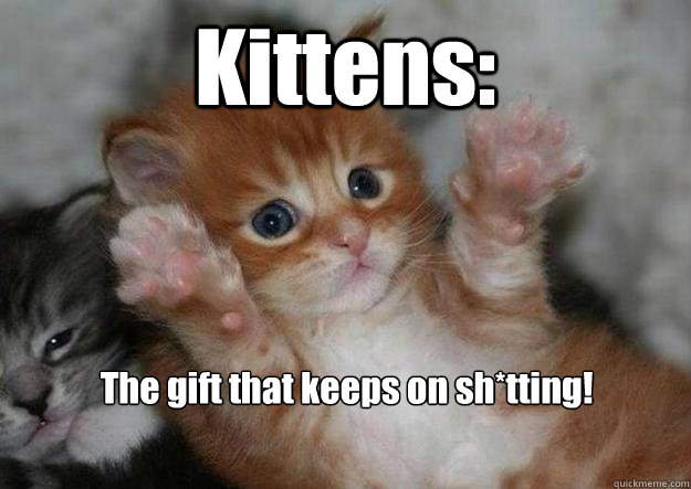 Kittens: The gift that keeps on sh*tting!
  Two kittens say