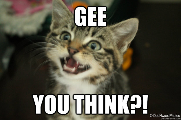 gee you think?! - gee you think?!  Sarcastic Cat