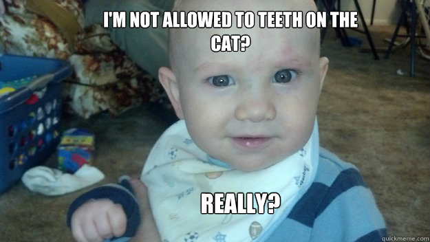 I'm not allowed to Teeth on the cat? Really? - I'm not allowed to Teeth on the cat? Really?  Confused Baby