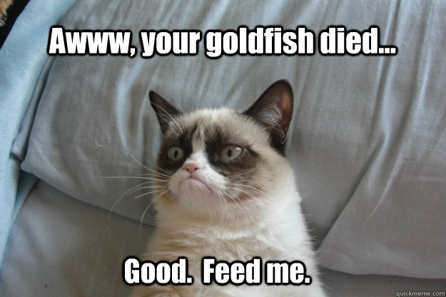 Awww, your goldfish died... Good.  Feed me.  