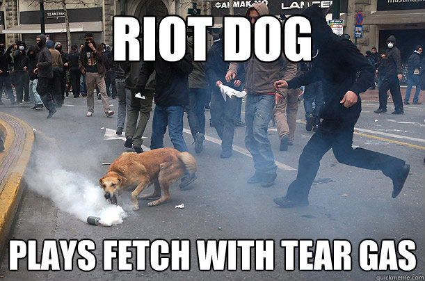 Riot Dog Plays Fetch with tear gas  Riot Dog Fetch