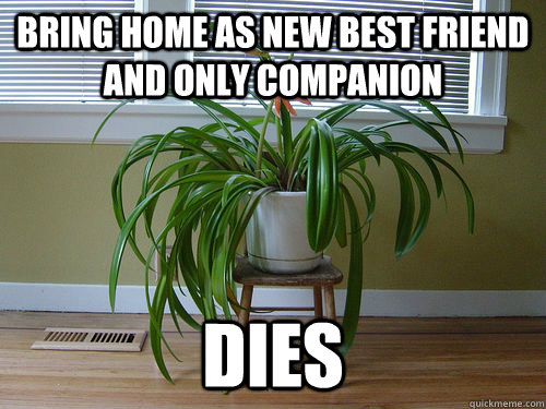 bring home as new best friend and only companion  dies  