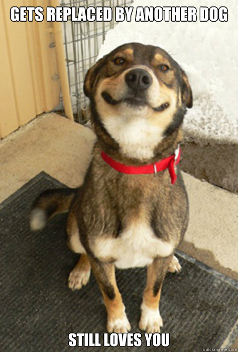 Gets replaced by another dog Still loves you  Good Guy Dog