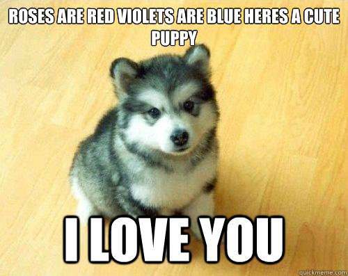 roses are red violets are blue heres a cute puppy i love you  Baby Courage Wolf