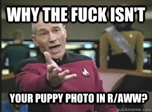 Why the fuck isn't  your puppy photo in r/aww?  Annoyed Picard