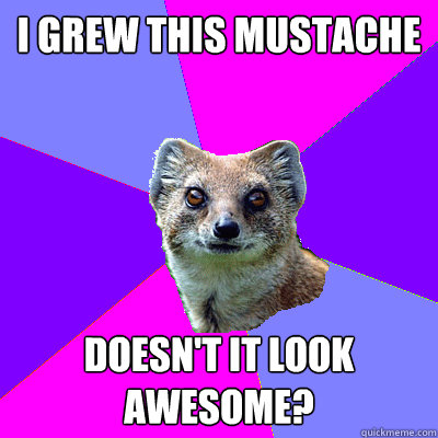 I grew this mustache Doesn't it look awesome?  Stupid Boyfriend Mongoose