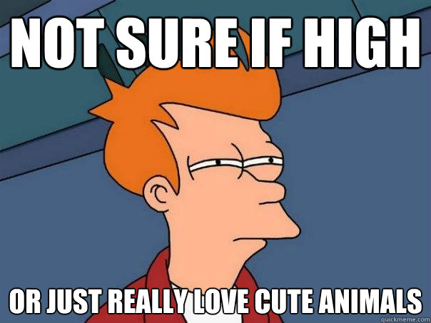 Not sure if high Or just really love cute animals  Futurama Fry