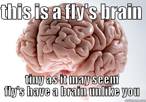 THIS IS A FLY'S BRAIN  TINY AS IT MAY SEEM FLY'S HAVE A BRAIN UNLIKE YOU Scumbag Brain