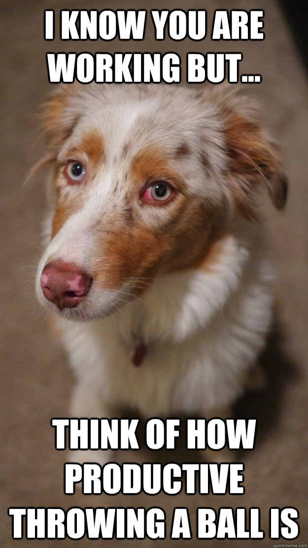 I know you are working but... think of how productive throwing a ball is  cute begging dog