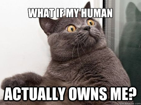 what if my human actually owns me?  conspiracy cat