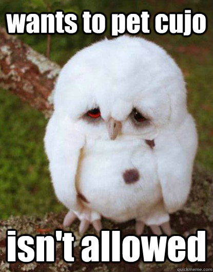 wants to pet cujo                                                                                             isn't allowed  Depressed Baby Owl