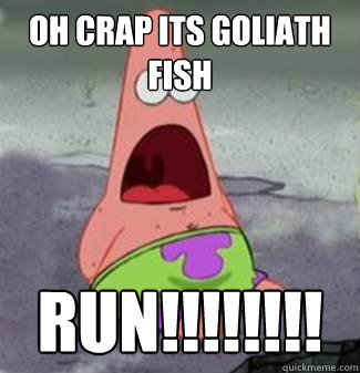 Oh crap its goliath fish Run!!!!!!!!
  