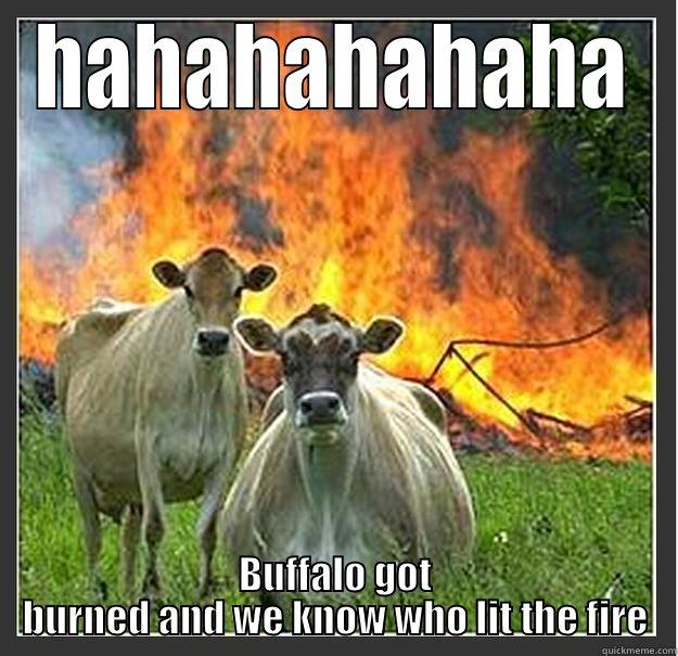 HAHAHAHAHAHA BUFFALO GOT BURNED AND WE KNOW WHO LIT THE FIRE Evil cows