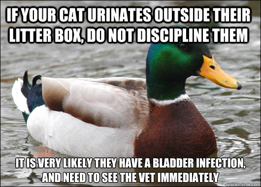 if your cat urinates outside their litter box, do not discipline them it is very likely they have a bladder infection, and need to see the vet immediately  Actual Advice Mallard