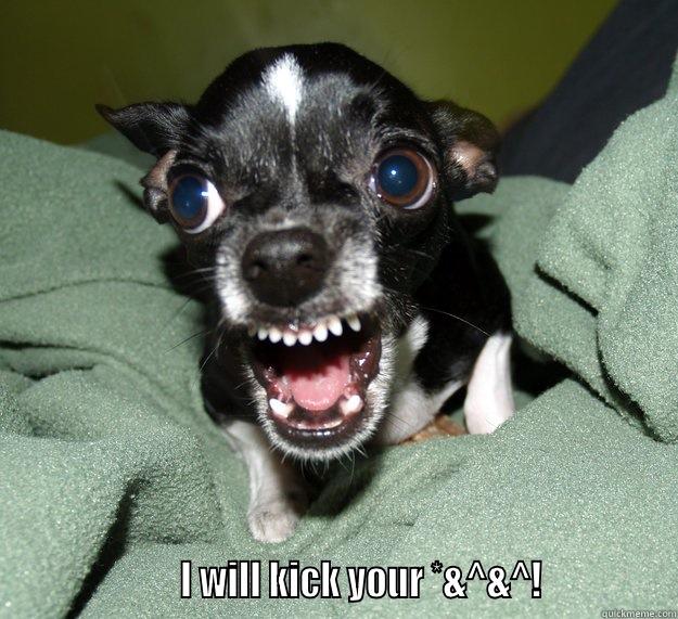                      I WILL KICK YOUR *&^&^!              Chihuahua Logic