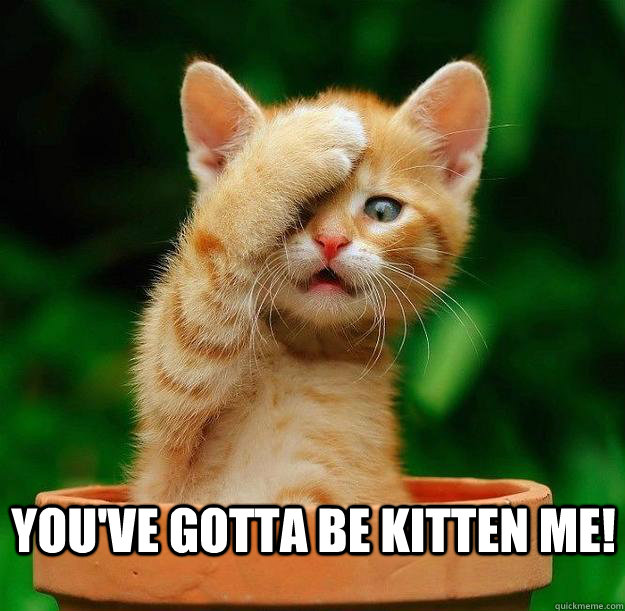 You've gotta be kitten me!  