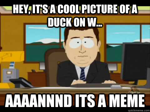 Hey, it's a cool picture of a duck on w... Aaaannnd its a meme  Aaand its gone