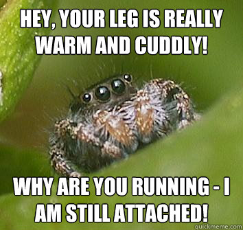 Hey, your leg is really warm and cuddly! why are you running - i am still attached! - Hey, your leg is really warm and cuddly! why are you running - i am still attached!  Misunderstood Spider