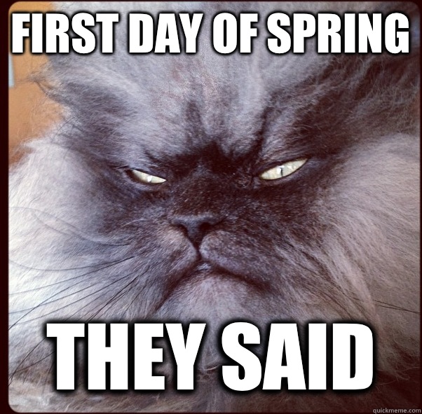 FIRST DAY OF SPRING THEY SAID  Colonel Meow