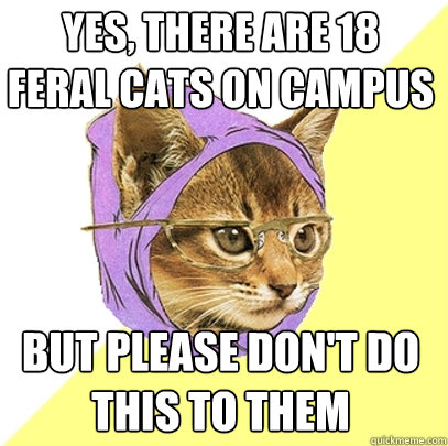 Yes, there are 18 feral cats on campus But please don't do this to them  Hipster Kitty